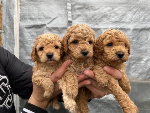 Orijinal toy poodle yavrular