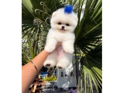 Orjinal pomeranian bebeğimiz mex