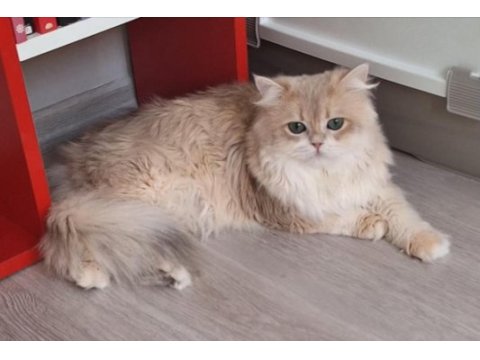 British longhair ay12 dilüsyon taşıyıcı erkek