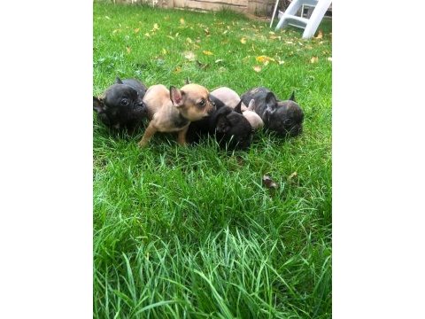 Uygun french bulldog yavrularımız yeni yuvasına hazır