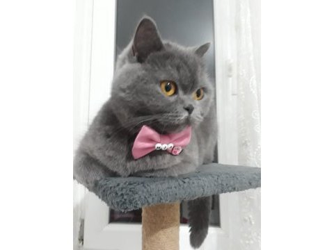 Baby scottish fold sahiplerini bekliyor