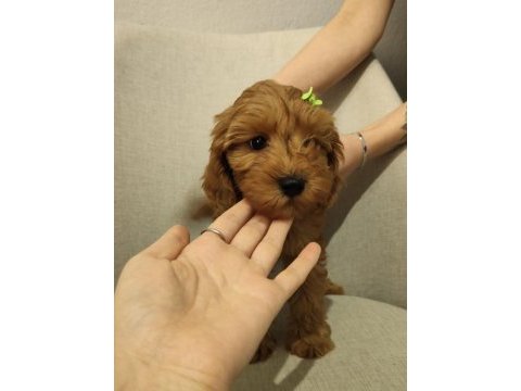 Üst kalite maltipoo yavrum uygun verilecek