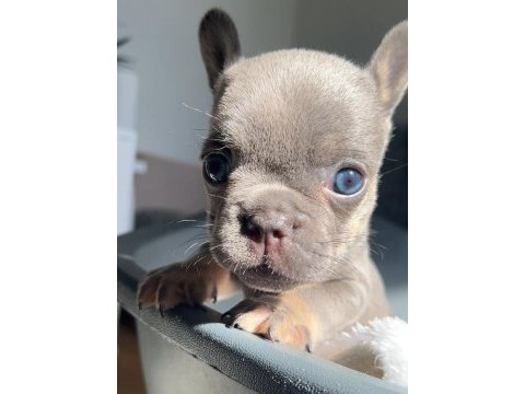 Mavi gözlü ev bakımı french bulldog yavrum