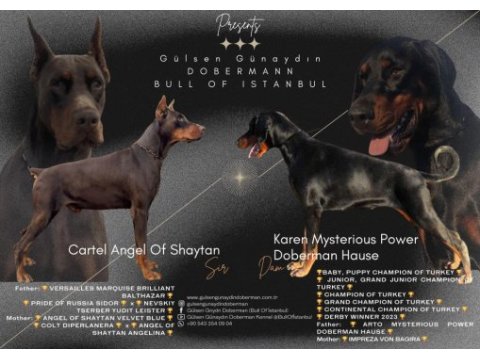 Champion doberman çocukları