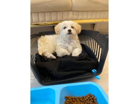 Maltese terrier 3 aylık köpeği