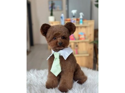 Kore teddy baba anne toy poodle
