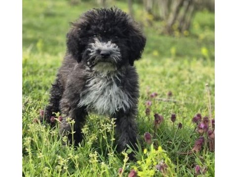 Silver ausie doodle yavrumuz