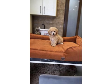 Ev üretimi baby face maltipoo yavrularımız