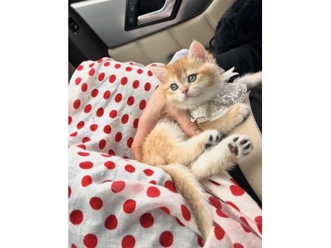 Saf kan golden british shorthair (şecereli)