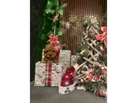 Toy poodle aşıları tam