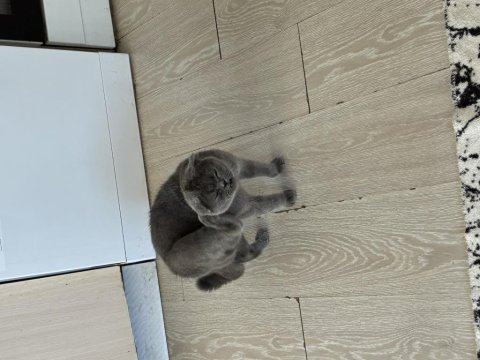 Erkek scottish fold