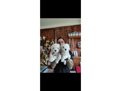 Hiç büyümeyen bembeyaz maltese terrier