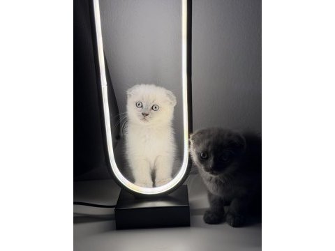 Sevimli scottish fold yavrulara yeni yuva arıyoruz