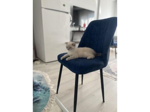 British shorthair gri maskeli