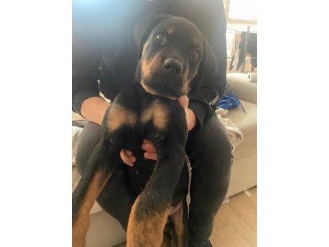 Koca kafa rottweiler yavru