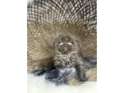 Türkiye de nadir cinnamon scottish fold