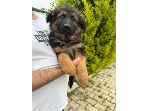 Düşük bel alman çoban köpeği