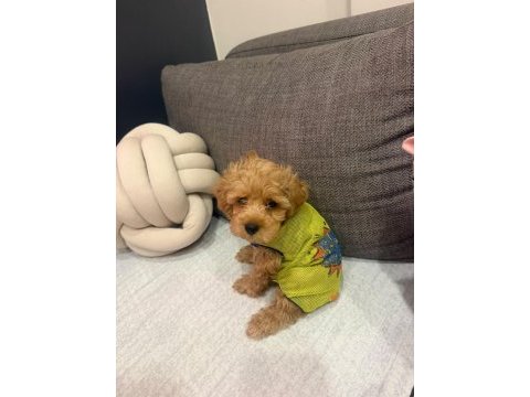 Maltipoo yavrusu