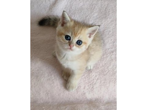Şafkan british shorthair