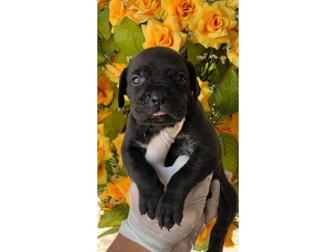 Cane corso yavrularımız büyüdü