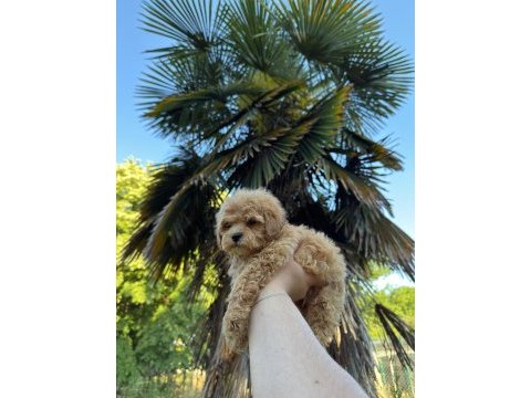 Maltipoo bebekleri