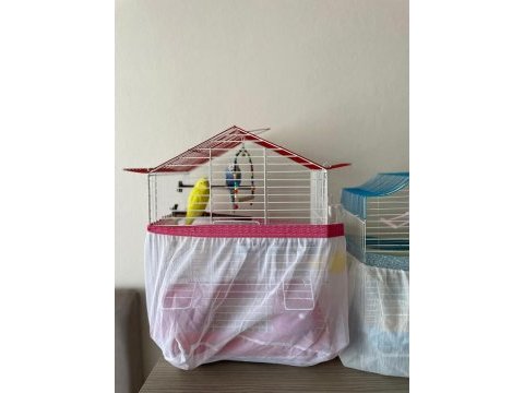 1 erkek (sarı) ve 1 dişi (mavi) muhabet kuşu