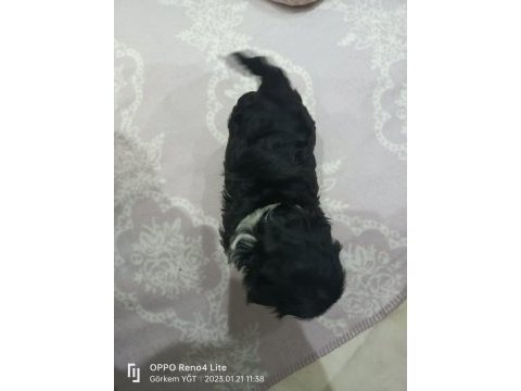 Shih tzu siyah