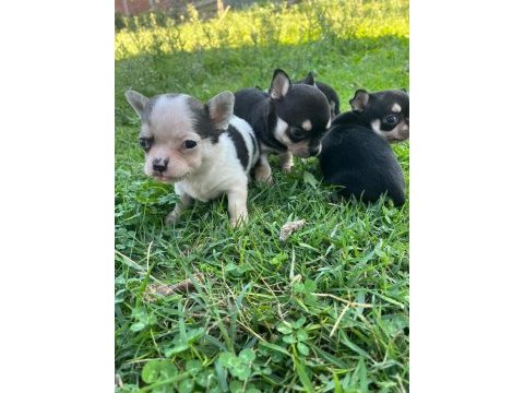 A kalite chihuahua bebekler