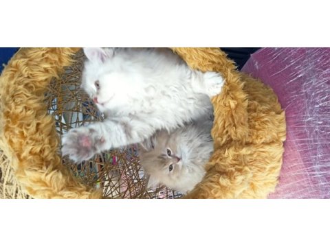 British longhair bly ay12
