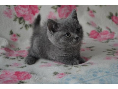 British shorthair yavruları