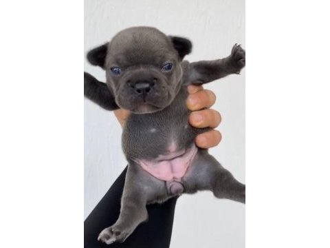 Blue dişi french bulldog yavrular