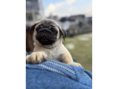 Dişi erkek pug