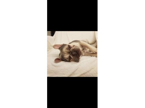 Kardeş french bulldog sahiplendirme