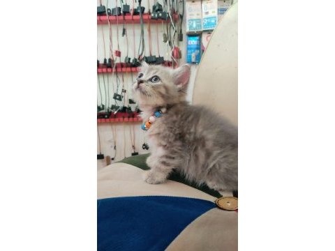 British shorthair minik cana yakın erkek yavrular