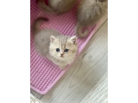 Safkan golden british shorthair yavrular