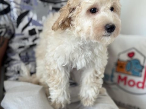 Wc eğitimli aşılı pasaportlu maltipoo yavrular