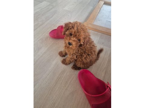 Toy poodle köpeği
