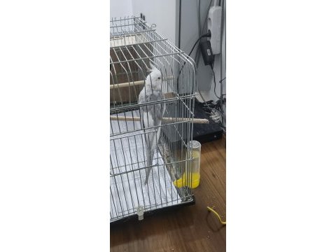 Tecrübeli erkek wf face sultan papağanı