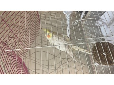 6 aylık yavru sultan papağanı çok oyuncu erkek
