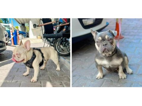 Lilac and tan french bulldog bebekler