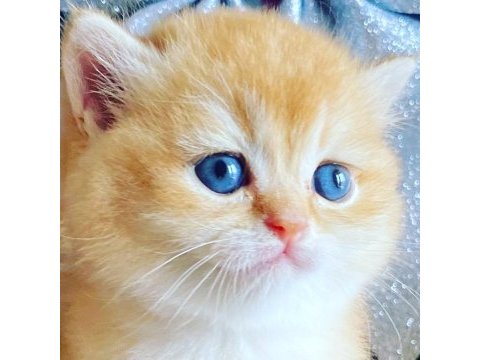 Safkan british shorthair golden ny12