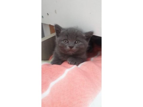 Yeni yuvalarını bekliyor 30 mart doğumlu british shorthair