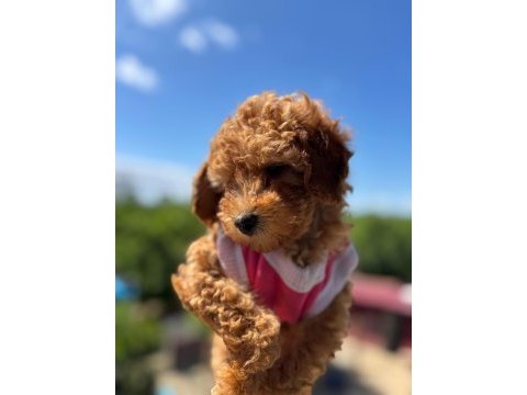 Wc eğitimli toy poodle