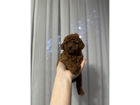 Toy poodle cinsi güzellikler