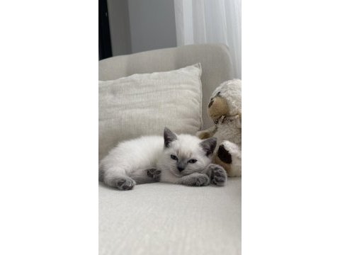British shorthair kedisi