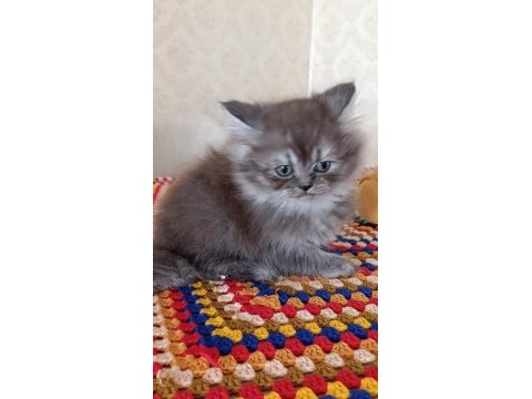 Mama ve kum eğitimleri tamam kediler