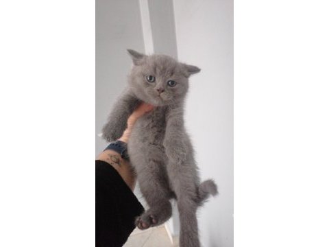 British shorthair