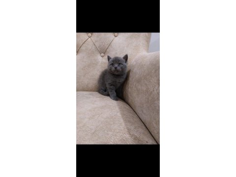 Mama ve kum eğitimi almış british shorthair yavrular