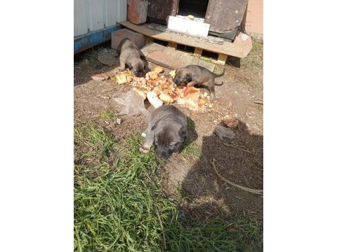 Sokak köpeği 6 tane yavru