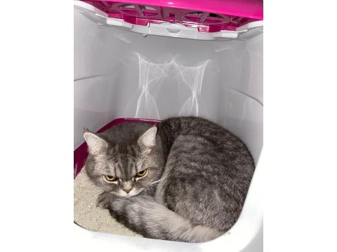 British shorthair erkek